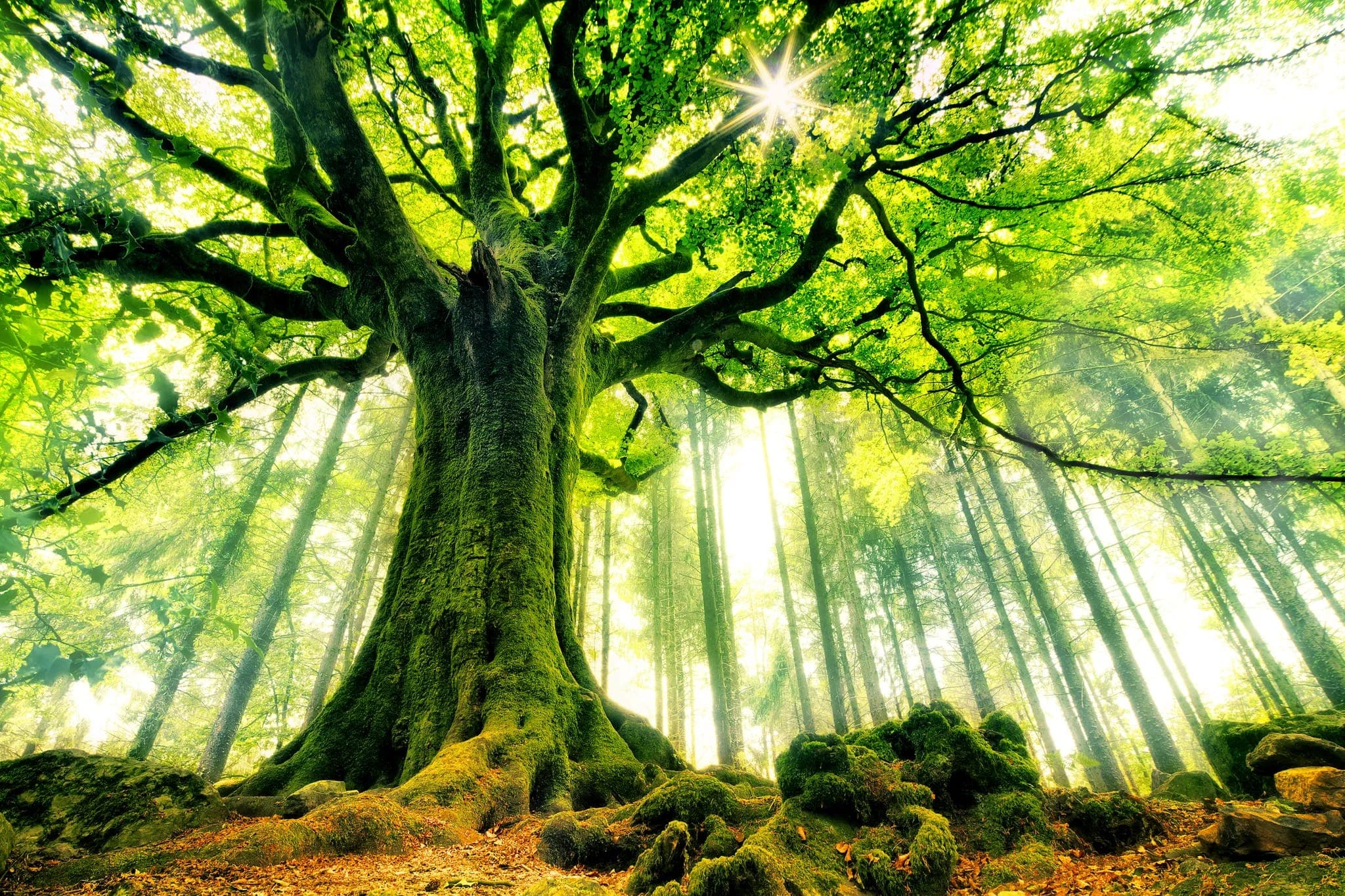 Arbre décoratif